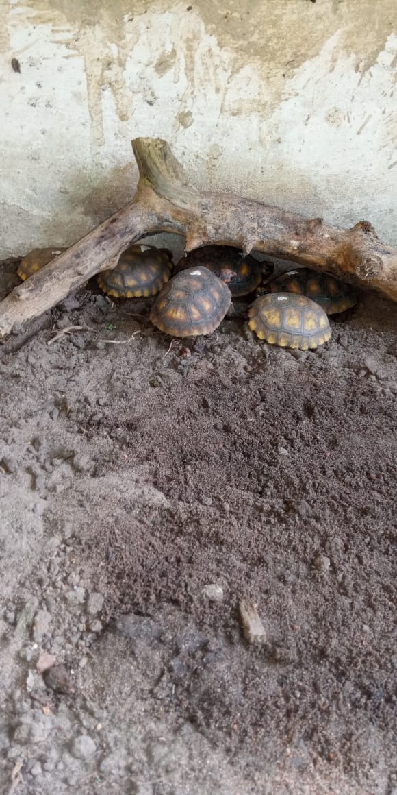 Os jabutis precisam gostam de se camuflar.